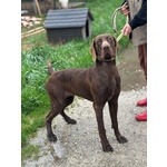 Brando Stupendo Kurzhaar puro 16 mesi Cerca casa - in Adozione - Foto n. 3