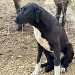 Athena 8 mesi Cerca casa - in Adozione Pastore Dell'asia Centrale - Foto n. 3