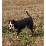 Bella Grande Bovaro Svizzero 9 mesi Cerca casa - in Adozione - Foto n. 2