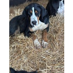 Bella Grande Bovaro Svizzero 9 mesi Cerca casa - in Adozione - Foto n. 3