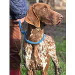 Alberto Bracco Tedesco puro 7 mesi Cerca casa - in Adozione - Foto n. 3