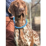 Alberto Bracco Tedesco puro 7 mesi Cerca casa - in Adozione - Foto n. 4