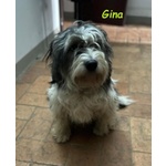 🐶 Altra Razza femmina in adozione a Milano (MI) e in tutta Italia da privato