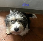 Gina Dolce Giovane Cagnolina - Foto n. 3