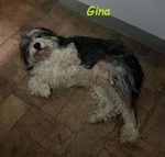 Gina Dolce Giovane Cagnolina - Foto n. 4