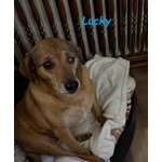 Una casa X Lucky! Buono ed Affettuoso - Foto n. 3