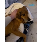 Una casa X Lucky! Buono ed Affettuoso - Foto n. 5