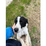 Brina Giovane Simpatica Meticcina - Foto n. 2