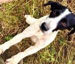 Brina Giovane Simpatica Meticcina - Foto n. 3