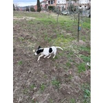 Brina Giovane Simpatica Meticcina - Foto n. 4