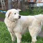 Lucky 5 anni Cerca casa - Rinuncia di Proprietà - Pastore Maremmano Abruzzese in Adozione - Foto n. 3