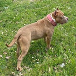 Cheyenne American Bully 5 anni Cerca casa - in Adozione - Foto n. 4