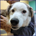 🐶 Altra Razza maschio in adozione a Roma (RM) da privato