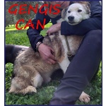 Gengis can Nonnino da Sempre in Gabbia - Foto n. 2