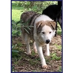 Gengis can Nonnino da Sempre in Gabbia - Foto n. 3