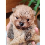 🐶 Spitz Tedesco nano maschio di 3 settimane (cucciolo) in vendita a Reggio Emilia (RE) e in tutta Italia da allevamento