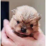 Spitz Pomerania Maschietti con Pedigree Reggio Emilia - Foto n. 2