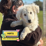 🐶 Pastore Maremmano maschio di 3 mesi in adozione a Latina (LT) e in tutta Italia da associazione animali