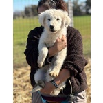 Mirto Cucciolo 3 mesi Pastore Maremmano Cerca casa - in Adozione - Foto n. 3