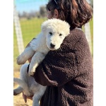 Mirto Cucciolo 3 mesi Pastore Maremmano Cerca casa - in Adozione - Foto n. 4