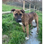 🐶 Altra Razza femmina in adozione a Milano (MI) e in tutta Italia da privato