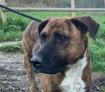 Morgana mix Molossa Affettuosa con le Persone! Adulta - Foto n. 2