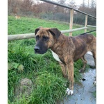 Morgana mix Molossa Affettuosa con le Persone! Adulta - Foto n. 3