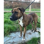 Morgana mix Molossa Affettuosa con le Persone! Adulta - Foto n. 4