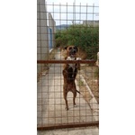 Morgana mix Molossa Affettuosa con le Persone! Adulta - Foto n. 6