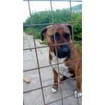 Morgana mix Molossa Affettuosa con le Persone! Adulta - Foto n. 7