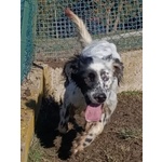 Otello 5anni Adora L'acqua e Giocare! Bravo - Foto n. 3