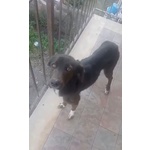 🐶 Altra Razza femmina in adozione a Catania (CT) da privato