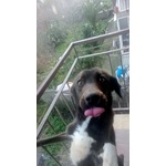 Cagnolina in Cerca di Adozione - Foto n. 4