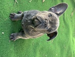 Cuccioli Bulldog Francese - Foto n. 2