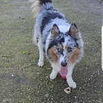 Boo Border Collie blu Merle Cerca casa - in Adozione - Foto n. 3
