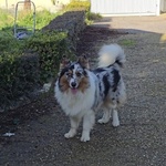 Boo Border Collie blu Merle Cerca casa - in Adozione - Foto n. 4