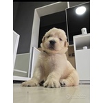 Golden Retriever Americani di un mese in Vendita a Pescara ( Pe) - Foto n. 2