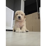 Golden Retriever Americani di un mese in Vendita a Pescara ( Pe) - Foto n. 3