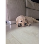 Golden Retriever Americani di un mese in Vendita a Pescara ( Pe) - Foto n. 4