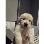 Golden Retriever Americani di un mese in Vendita a Pescara ( Pe) - Foto n. 5