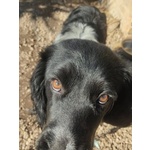 Alex 8 mesi Cerca casa - Adozione mix Breton Springer Spaniel - Foto n. 2