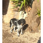 Alex 8 mesi Cerca casa - Adozione mix Breton Springer Spaniel - Foto n. 3