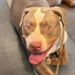 Kaos American Bully xl 3 anni Cerca Casa - Foto n. 2