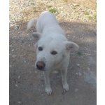 🐶 Altra Razza maschio in adozione a Milano (MI) e in tutta Italia da privato