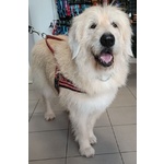 🐶 Altra Razza femmina in adozione a Milano (MI) e in tutta Italia da privato