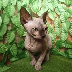 Canadian Sphynx Cuccioli Pedigree - Prenotazioni - Foto n. 2