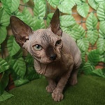 Canadian Sphynx Cuccioli Pedigree - Prenotazioni - Foto n. 4