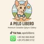 Canadian Sphynx Cuccioli Pedigree - Prenotazioni - Foto n. 5