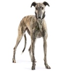 Virna - Stupenda Galgo Spagnolo Femmina 7 anni Cerca casa - in Adozione - Foto n. 2