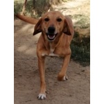 🐶 Altra Razza maschio in adozione a Milano (MI) e in tutta Italia da privato